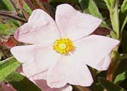 Coral Rockrose