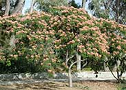 Silk Tree, Mimosa Tree