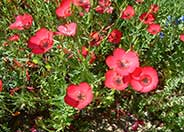 Red Flax