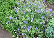 Johnson's Blue Cranesbill