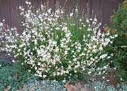 White Gaura