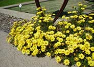 Arctotis Daisy, African Daisy