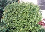 Blackstem Pittosporum, Tawhiwhi