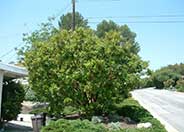 Strawberry Tree